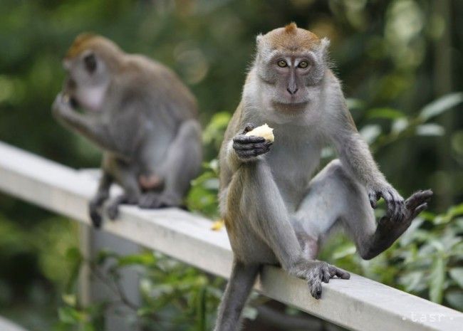 Britskí chovatelia už nekŕmia opice banánmi, obsahujú veľa cukru