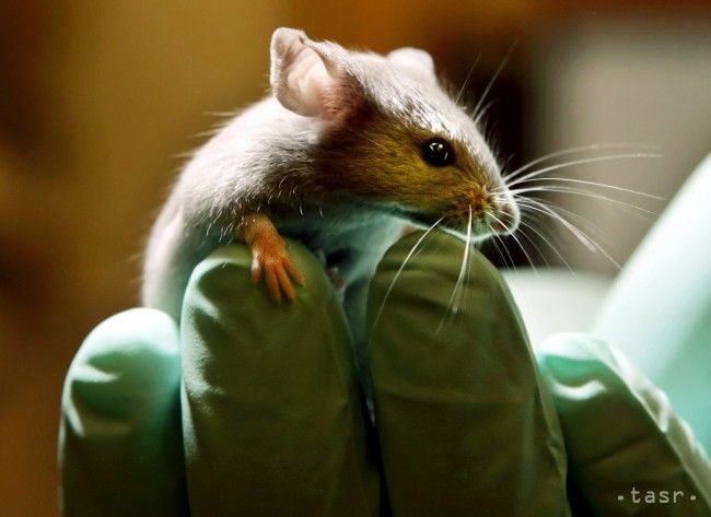 Českí vedci testujú na myšiach protirakovinovú vakcínu