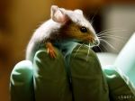 Českí vedci testujú na myšiach protirakovinovú vakcínu
