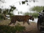 Nemecko podporí záchranu tigrov sumou 20 miliónov eur