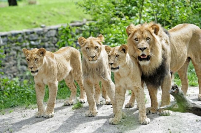 Levom v západnej Afrike hrozí vyhynutie