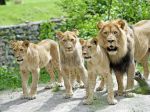 Levom v západnej Afrike hrozí vyhynutie