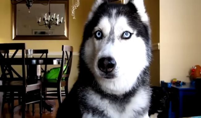 Video: Pes, ktorý vie povedať 12 slov