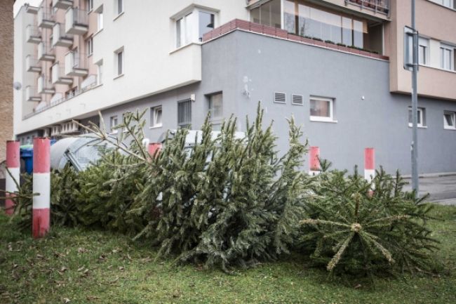 Envirorezort zachránil vianočný stromček