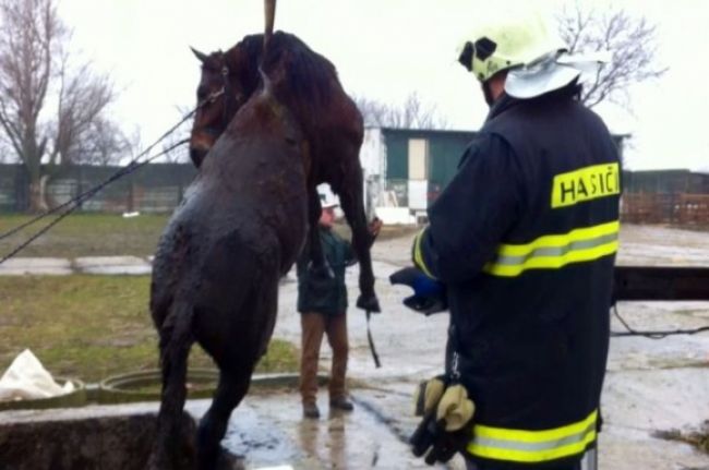 Hasiči pomocou hydraulickej ruky vyslobodili koňa zo šachty