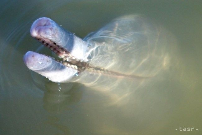 V Brazílii objavili nový vzácny druh riečneho delfína