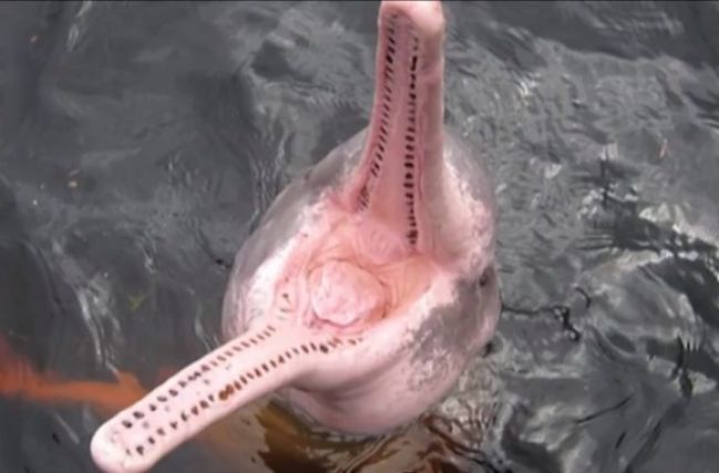 Video: V brazílskej rieke sa ukrýval neznámy druh delfína
