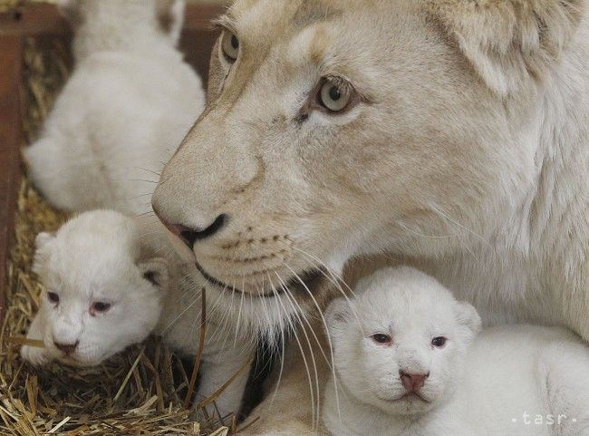 V Poľsku prišli na svet trojičky vzácnych bielych levíčat