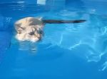 Video: Ako si mačka užíva plávanie