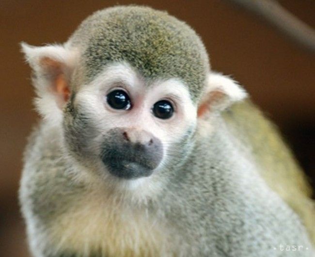 Opičí Casanova mení zoologickú záhradu, z Halle sa sťahuje do Zlína
