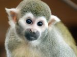 Opičí Casanova mení zoologickú záhradu, z Halle sa sťahuje do Zlína