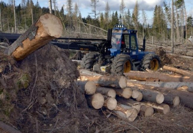 Tragédia v lese, robotníka zabil pád zo stromu