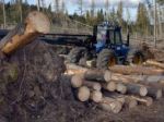 Tragédia v lese, robotníka zabil pád zo stromu