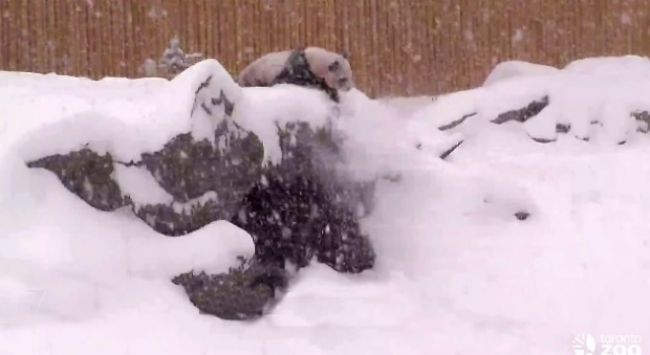 Video: Ako sa panda teší zo snehu