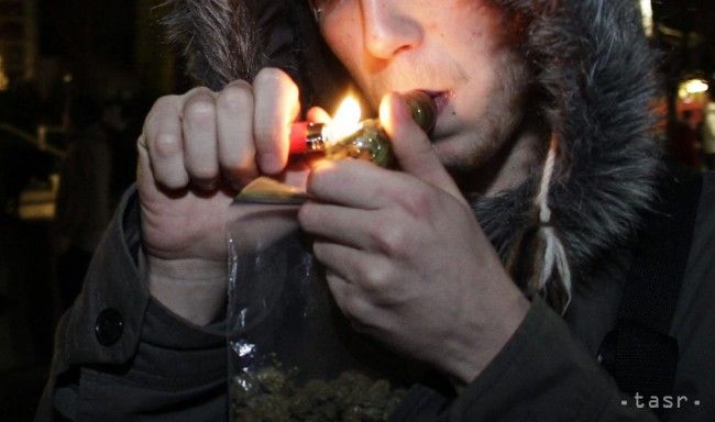 Fajčenie hortenzie ako náhrady marihuany odborníci SR nezaznamenali