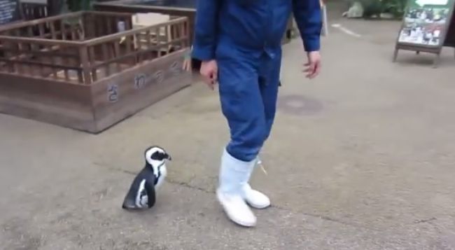 Video: Tučniak naháňa ošetrovateľa
