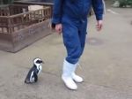 Video: Tučniak naháňa ošetrovateľa