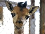 Žirafí fešák dostal meno, chystajú mu krstiny