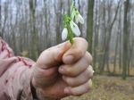 Trhanie snežienok niekomu odľahčí peňaženky aj o tisíce eur