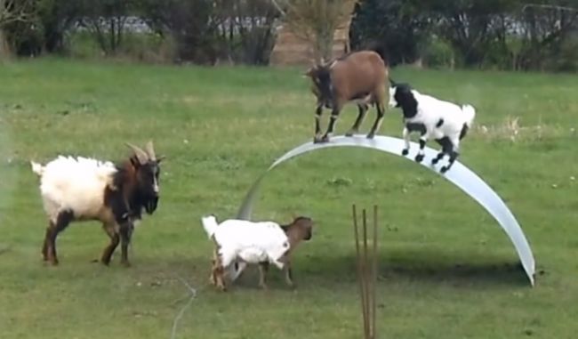 Video: Akrobatické kozy a ich kúsky