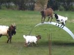 Video: Akrobatické kozy a ich kúsky