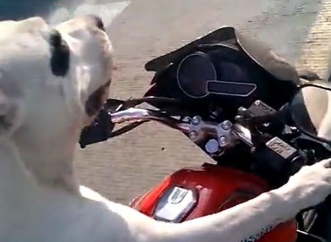 Video: Pozor, pes na motorke!