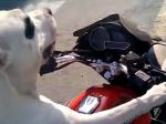 Video: Pozor, pes na motorke!