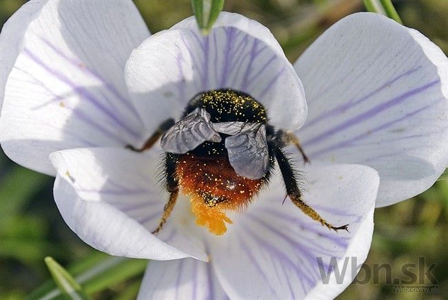 Cez víkend padali teplotné rekordy, trhli aj vyše polstročný