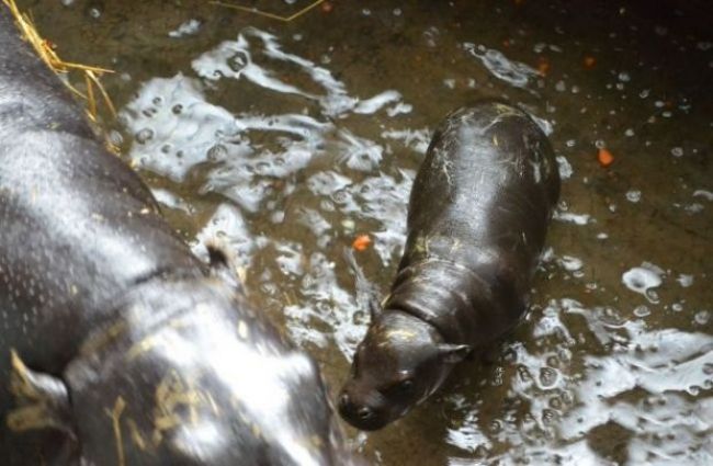 Poznáme meno rozkošného hrošíčatka z bratislavskej ZOO