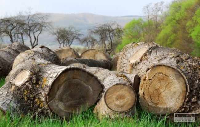 Smrtka kosila v lese, pilčík zahynul pri ťažbe dreva