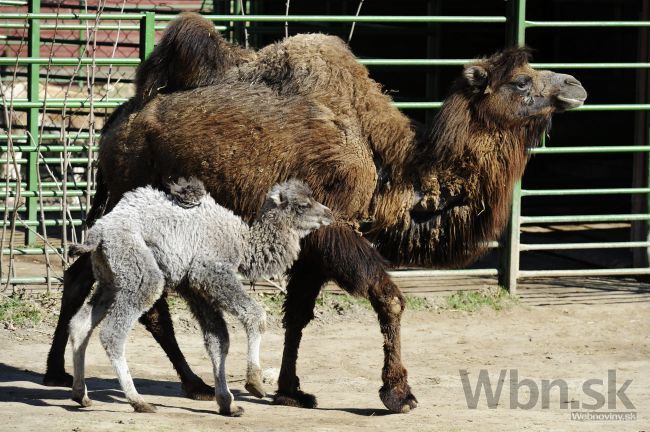 Košická ZOO sa teší z mláďaťa ťavy dvojhrbej