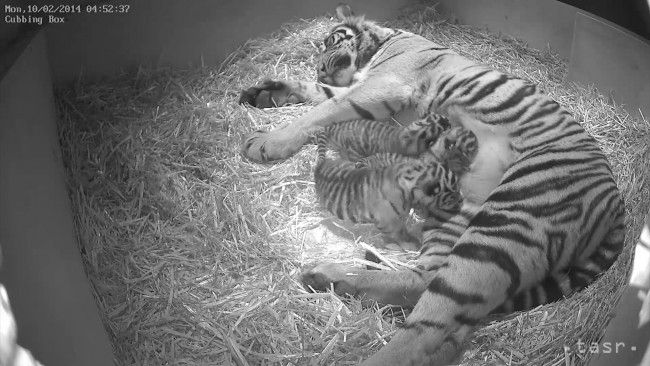 V londýnskej zoo sa narodili tri mláďatá tigra sumatrianskeho