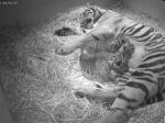 V londýnskej zoo sa narodili tri mláďatá tigra sumatrianskeho
