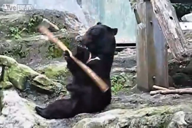 Video: Medveď mažoretka