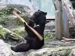 Video: Medveď mažoretka