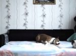 Video: Keď pes ostane sám doma