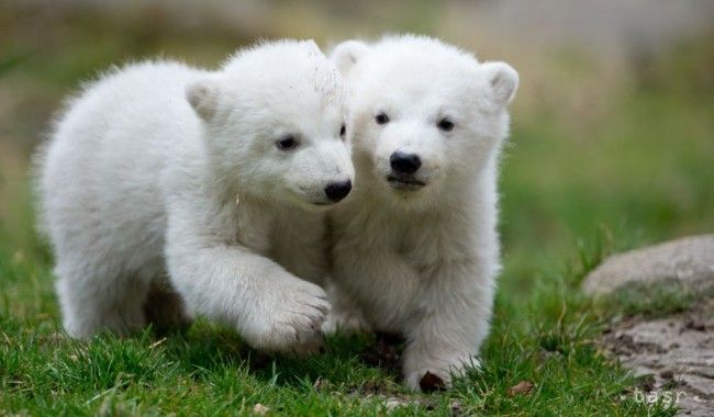 Dvojičky polárnych medvieďat sa prvýkrát ukázali verejnosti
