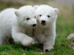 Dvojičky polárnych medvieďat sa prvýkrát ukázali verejnosti