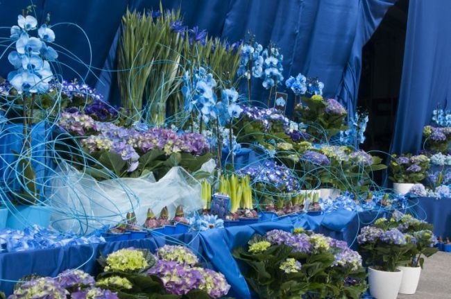 Slovensko zaznamenalo rekord v počte modrých kvetov