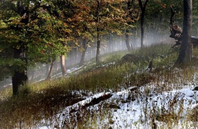 Štátne Lesy SR dosiahli vlani historicky tretí najvyšší zisk