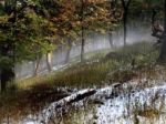 Štátne Lesy SR dosiahli vlani historicky tretí najvyšší zisk