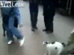 Video: Mačka útočí na rotvajlera