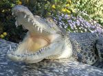 Ochranári v Ugande odchytili 1000-kilogramového ľudožravého krokodíla