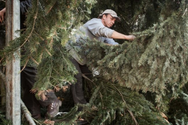 Robotník zo Sniny pílil strom, zabil ho desaťmetrový konár