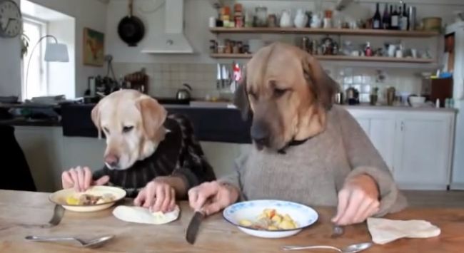 Video: Keď pes raňajkuje ako človek