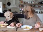 Video: Keď pes raňajkuje ako človek