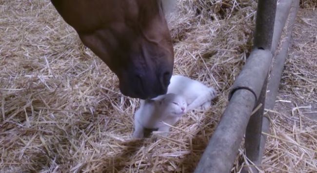 Video: Zvieracia láska v podaní mačky a koňa