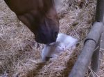 Video: Zvieracia láska v podaní mačky a koňa