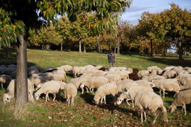 Slovensko má prvého solárneho baču, zostrojili ho študenti