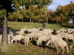 Slovensko má prvého solárneho baču, zostrojili ho študenti